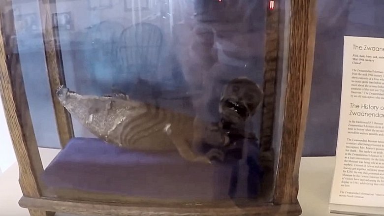delaware fiji merman