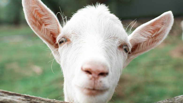 "Lovely" goat looking at camera