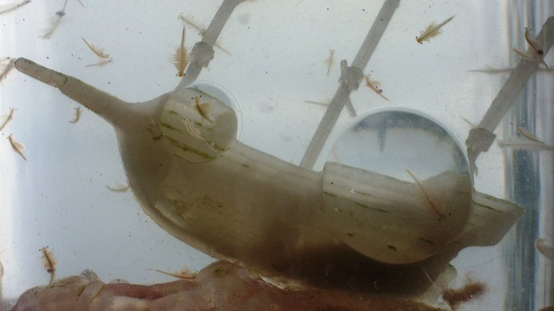 sea monkeys in aquarium