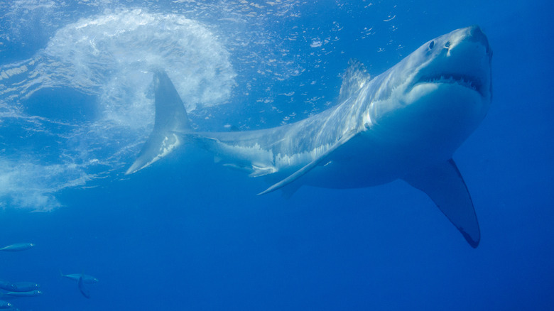 great white shark hunting