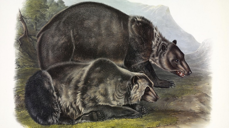 illustration of Grizzly bears in the forest