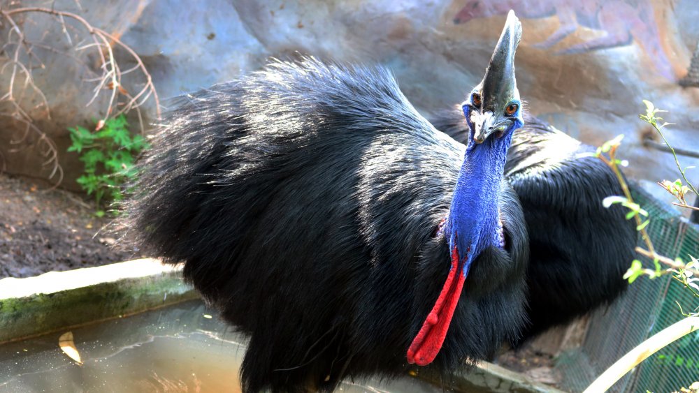 Cassowary