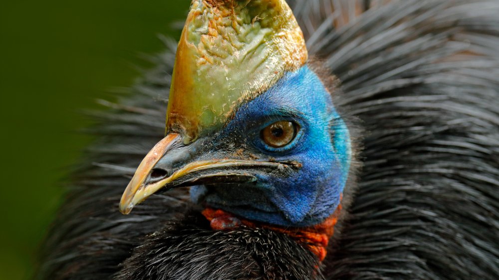 Cassowary