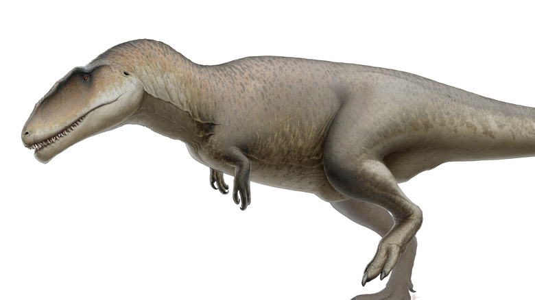 Carcharodontosaurus artist reconstruction
