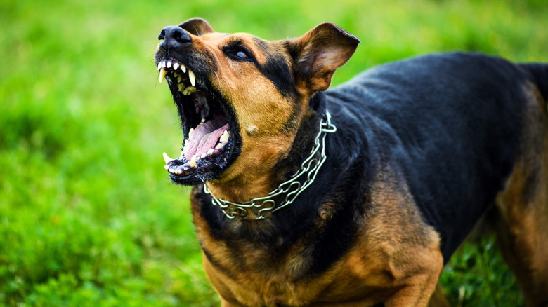 Angry dog with mouth open