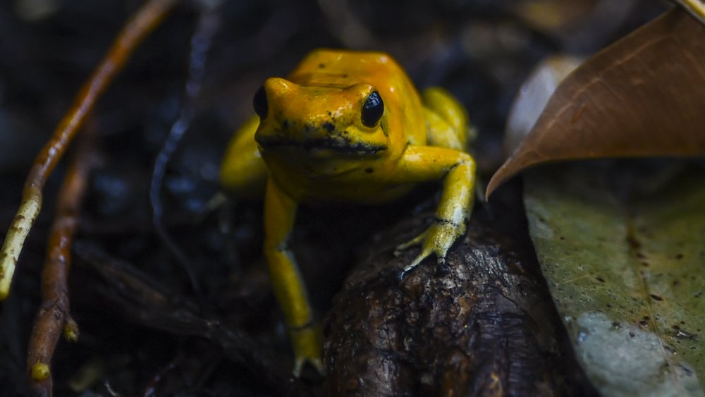 The Most Dangerous Frog In The World