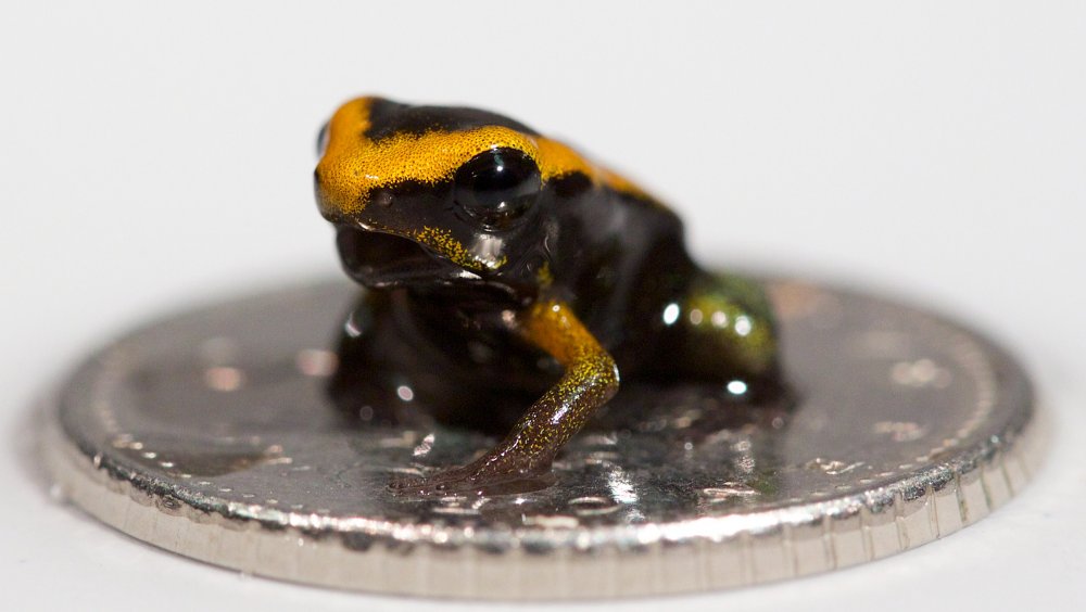 Poison dart frog