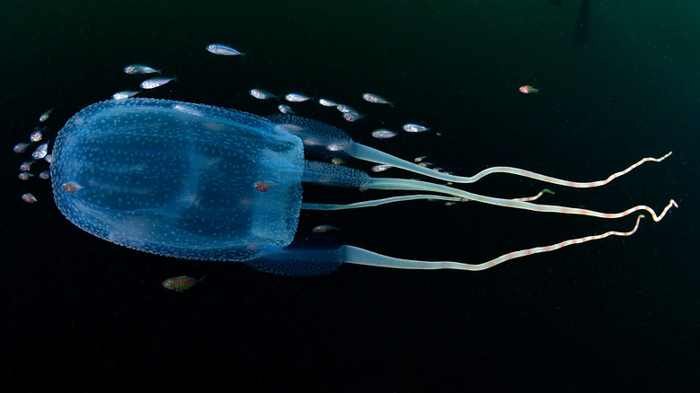 blue jellyfish swimming with fish