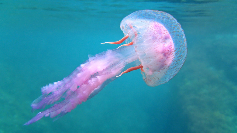 Purple stinger swimming towards surface