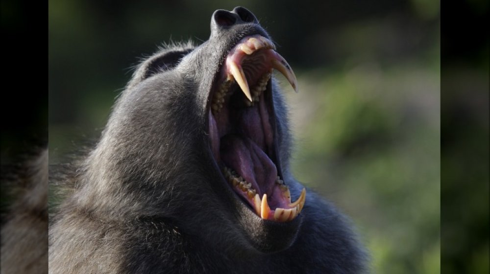 Baboon