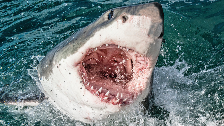 shark attacking from the water