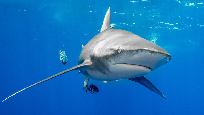 oceanic whitetip shark swimming with fish