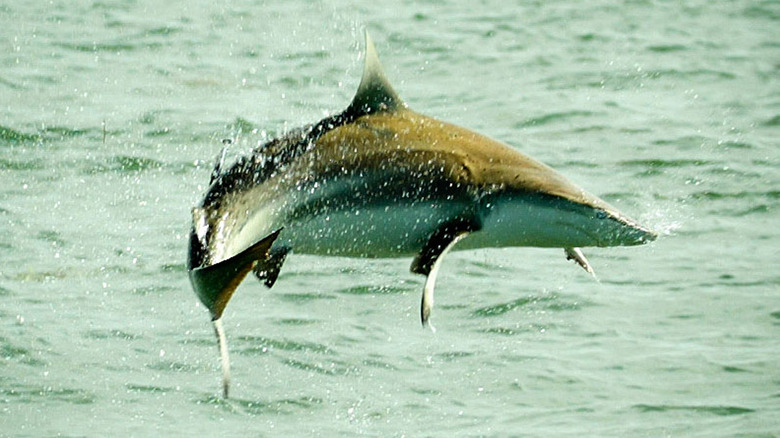 spinner shark spins above water