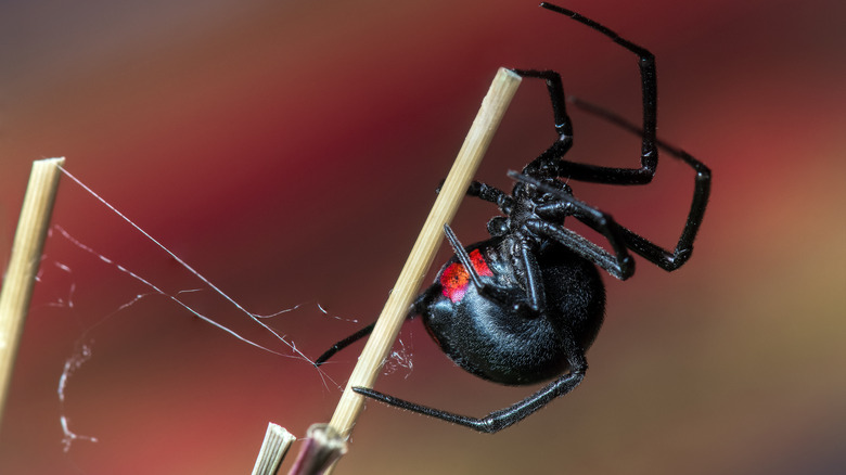 black widow spider on sticks