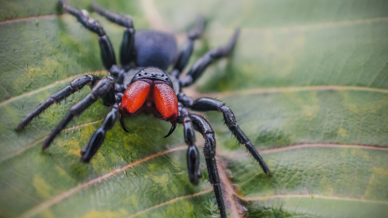 mouse spider on leaf