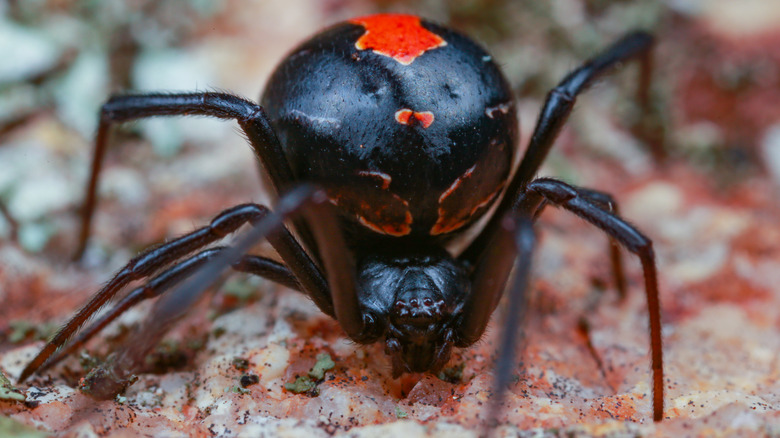australian black widow redback spider on ground