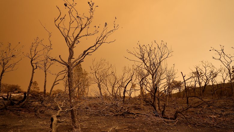 mendocino fire orange sky burnt trees