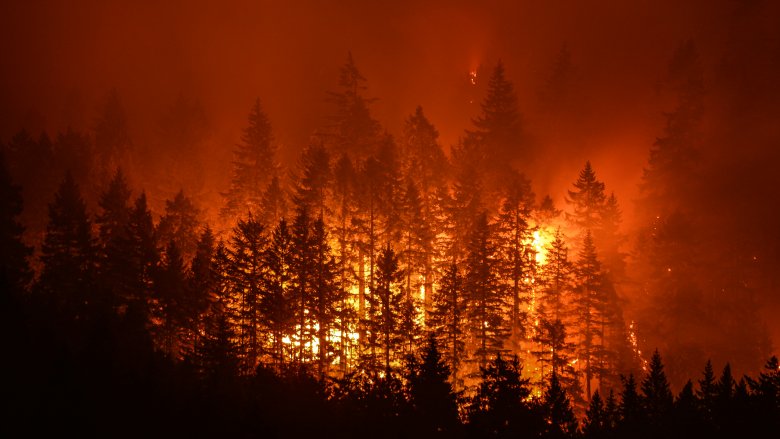 forest trees silhouette wildfire