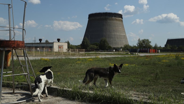 dogs, Chernobyl reactor