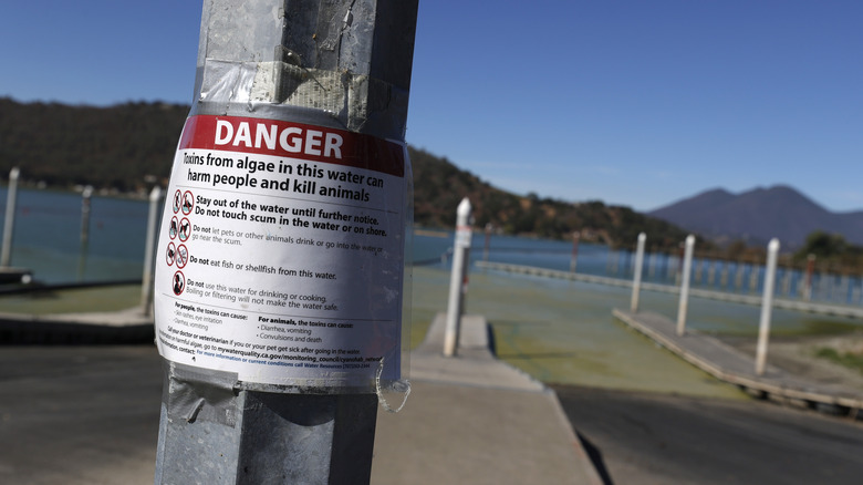 A harmful algal bloom warning at a lake