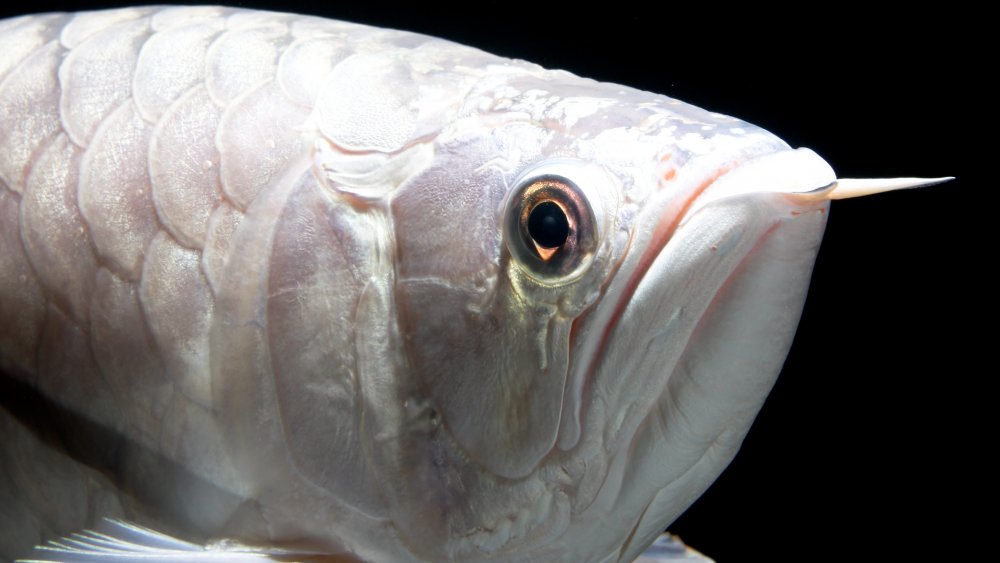 Platinum Arowana, Expensive Fish