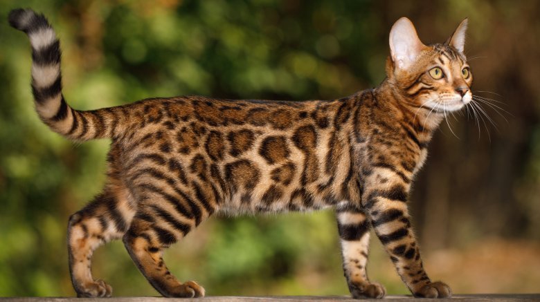 The Most Expensive Cat Breed In The World