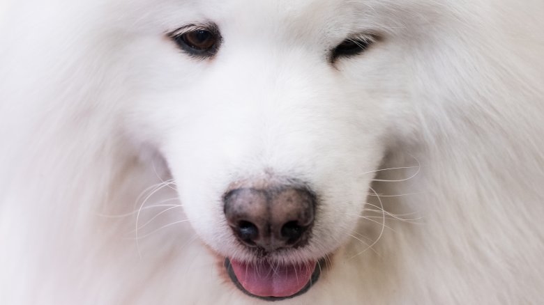 Samoyed, Expensive Dog Breed