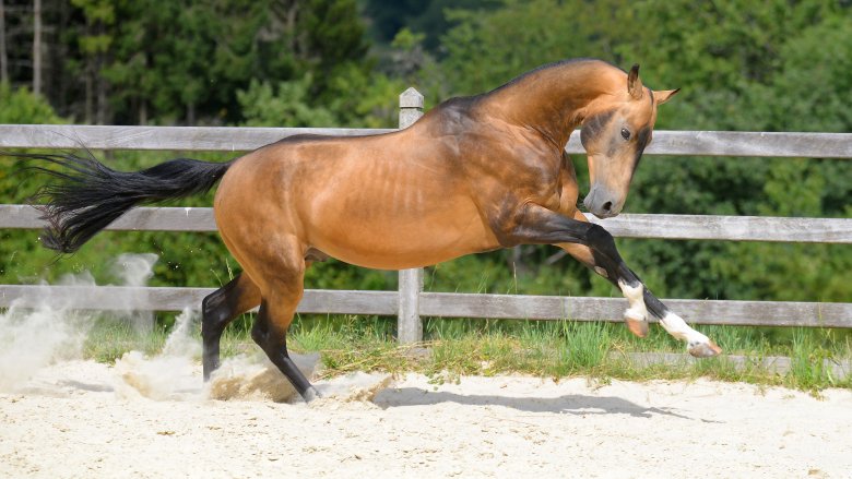 Akhal-Teke stallion