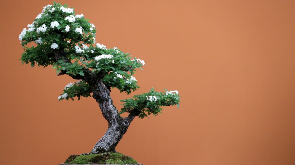 Bonsai Tree