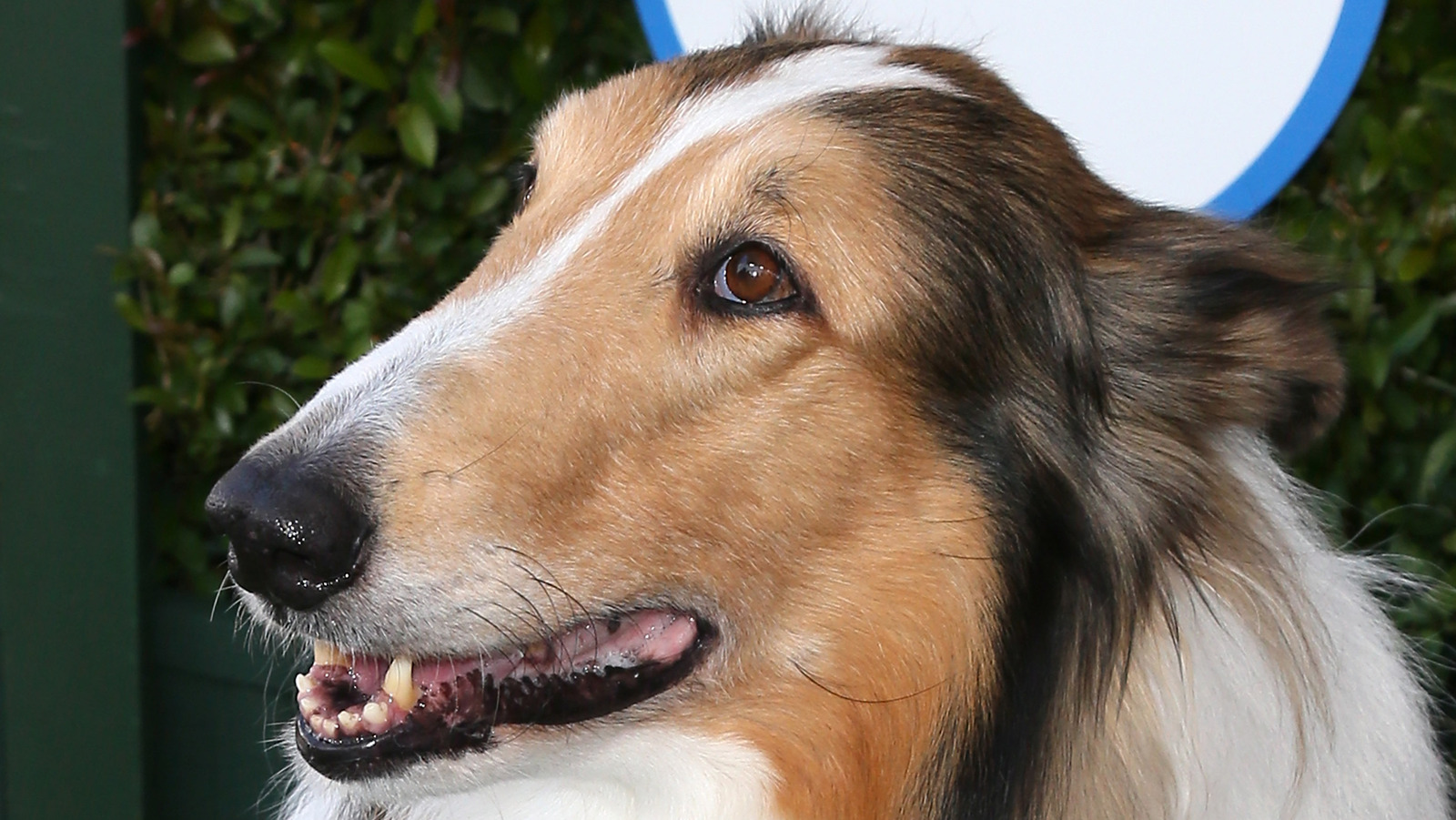 Lassie. The famous dog, Lassie, who appeared in many