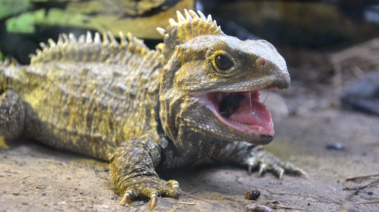 tuatara lizard living fossil