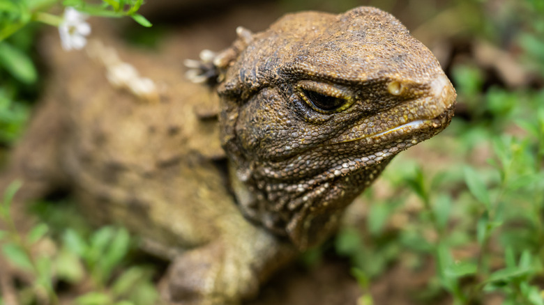 Tuatara from new zealand close up