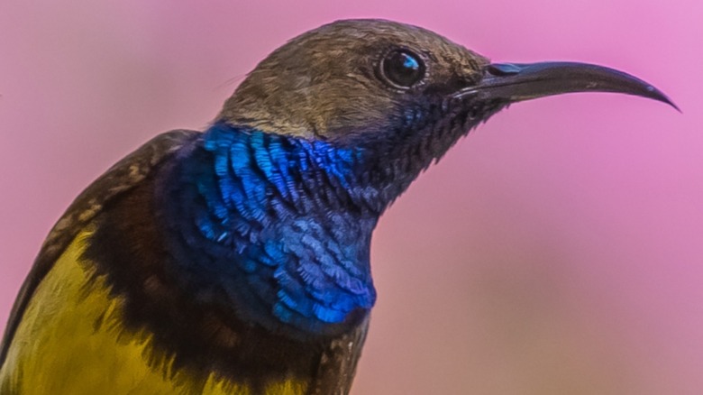 A close-up of an Olive-backed Sunbird on a pink background