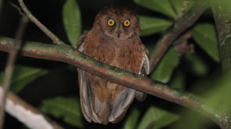 Principe Scops Owl perched in tree