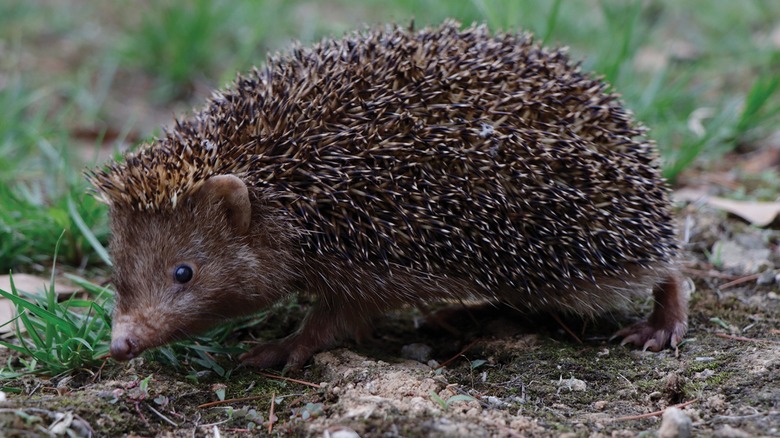 Eastern forest hedgehog soil grass
