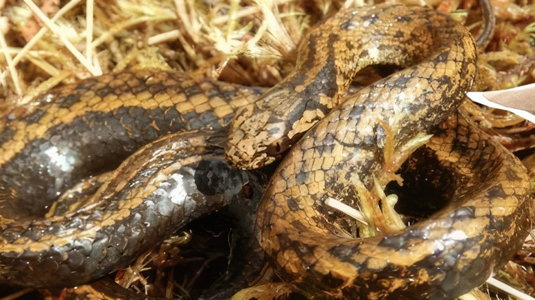 Close-up of Harrison Ford's slender snake coiled