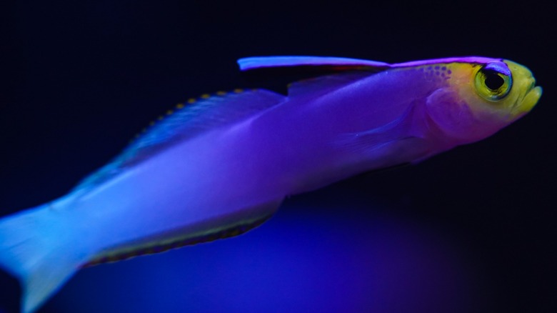 Close-up of a colorful lavender-blushed dartfish