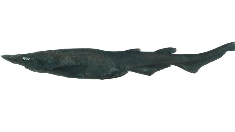 Preserved specimen of a ridged-egg catshark