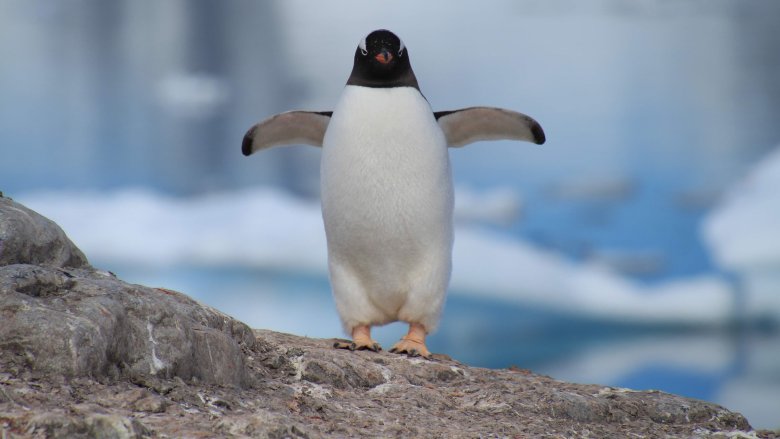 Penguin in Antarctica