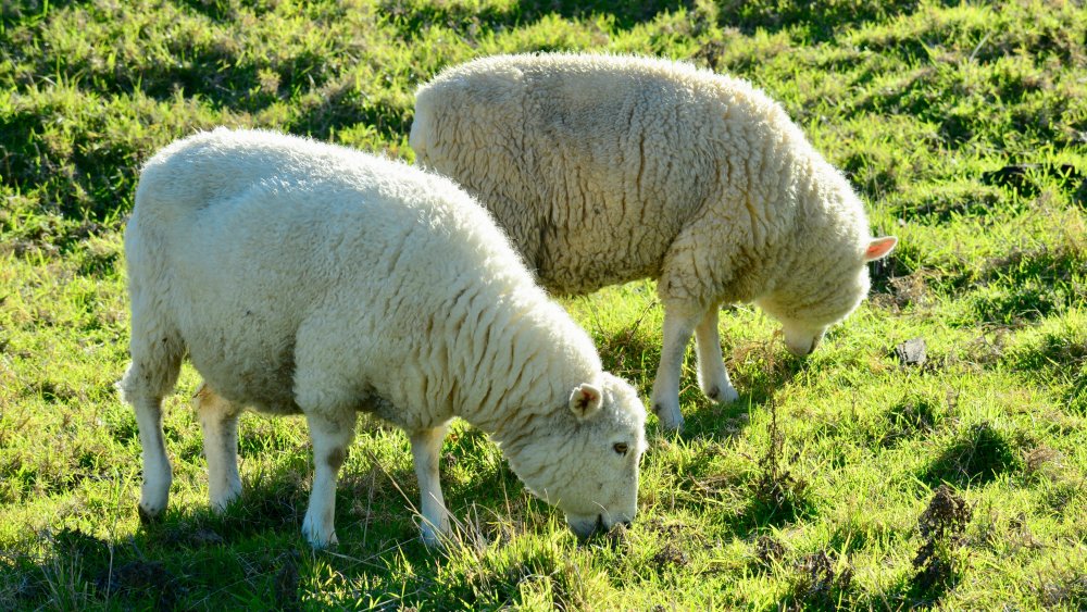Sheep