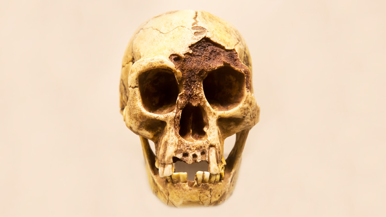 Homo floresiensis skull