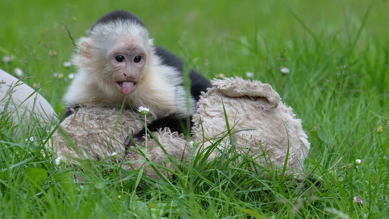 capuchin monkey