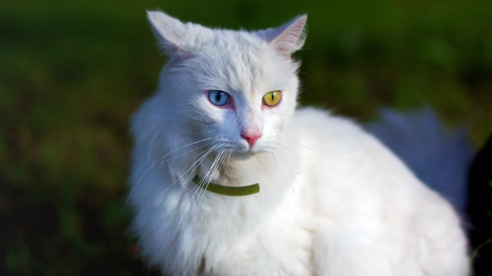 Turkish Angora cat