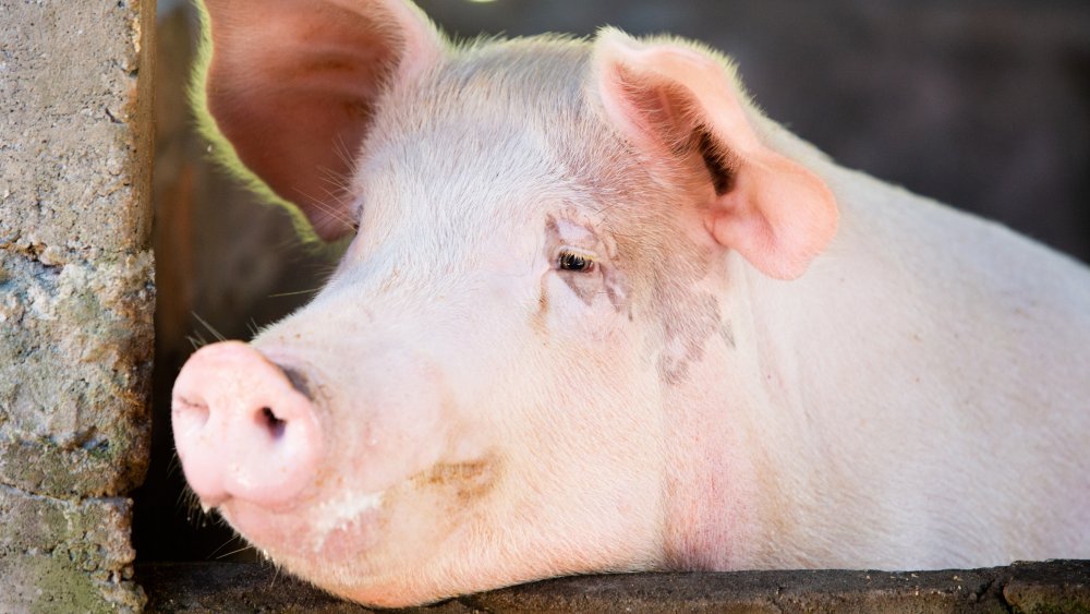 How Some Children Played at Slaughtering, messed up Brothers Grimm fairy tales