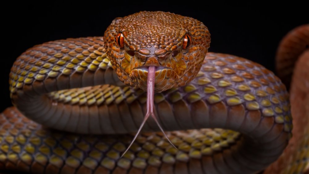 The Three Snake-Leaves, messed up Brothers Grimm fairy tales