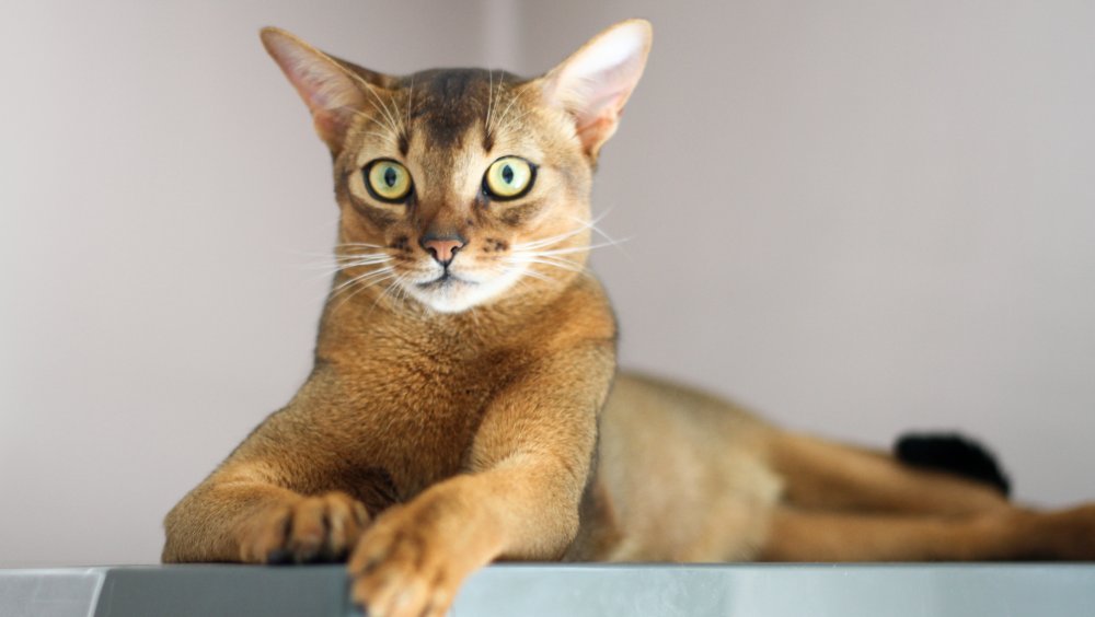 Abyssinian cat