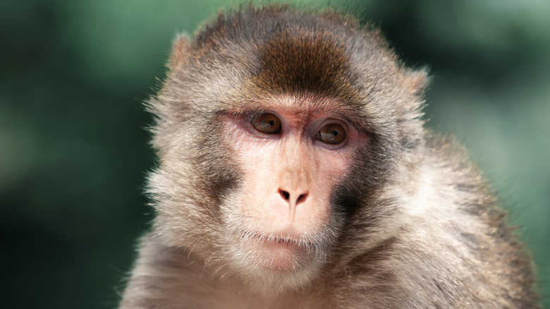 Rhesus monkey looking sideways