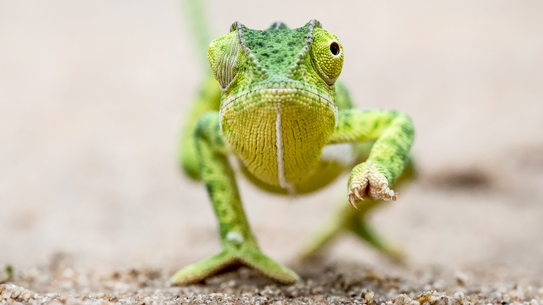 chameleon looking at camera