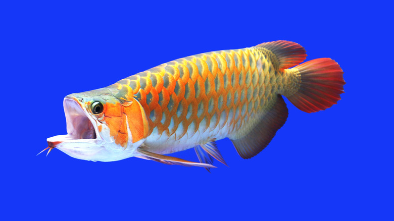 Asian Arowana fish with open mouth