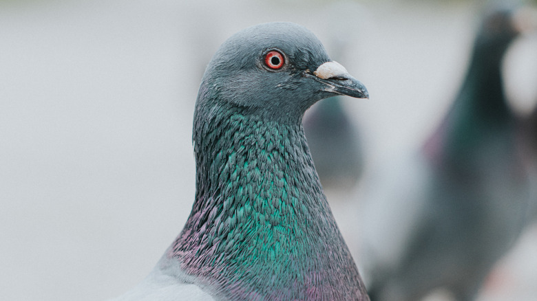 pigeon looking sideways